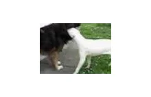 Walka Psów: Dog Argentyński vs. Owczarek Kaukaski