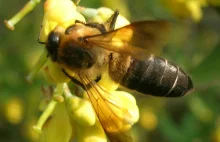 Miód wywołujący halucynacje? Natura po raz kolejny płata nam figle