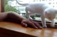 Kotka ratuje rękę gospodarza