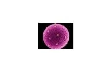 Mikroskopowe Zdjęcia Pyłków Kwiatowych - Kosmiczny Widok