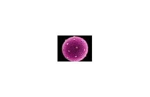 Mikroskopowe Zdjęcia Pyłków Kwiatowych - Kosmiczny Widok