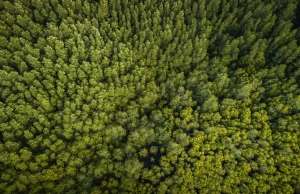 Drony mogą sadzić 100 000 drzew na dzień