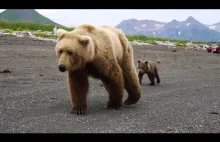 Reactions to CLOSE BROWN BEAR encounter