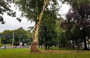 Co się stało z tym drzewem?