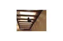 Ninja Cat is Back and He Shows How to Walk Under The Stairs