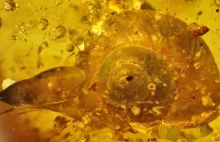 Ślimak w bursztynie sprzed 99 milionów lat