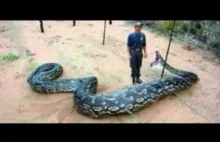 Man Eaten by Giant Snake