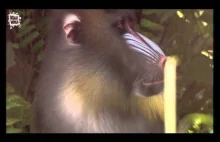 Mandryl. Jedna z najdziwniejszych i najciekawszych małp świata.