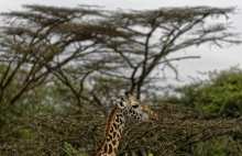 Żyrafy trafiły na listę gatunków zwierząt zagrożonych wyginięciem