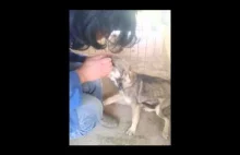 An abused dog is stroked for the first time