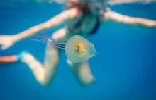 Co tu się dzieje? Ryba wewnątrz meduzy? Niewyjaśniona zagadka niezwykłego...