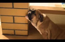 English bulldog puppy eating bricks !