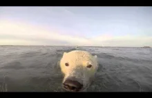 Płynące, młode niedźwiedzie polarne filmowane z bardzo bliska.