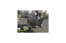 Wściekły nosorożec w centrum miasta