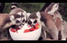 Lemury rozkoszują się bitą śmietaną i truskawkami