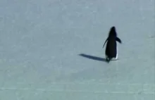 Pingwin - odkrywca