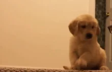 Jak nauczyć szczeniaka schodzić po schodach