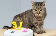 31 urodziny najstarszego kota