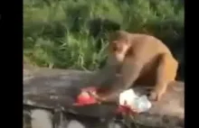 Idiota daje małpie chipsy z "niespodzianką"