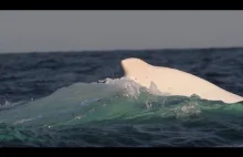 Niesamowity biały wieloryb