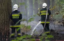 Duży pożar lasu w Nadleśnictwie Węgliniec. W wiele zastępów straży oraz samoloty