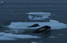 Jedno z najbardziej inteligentnych zachowań zwierząt - polowanie orek na fokę