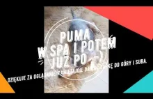 PUMA w SPA i już potem