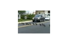 Kaczki przechodzą przez ulicę