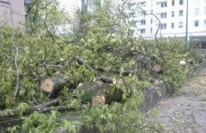 Ponad 14 milionów zł kary za wycinkę drzew w Łodzi dla jednego z...