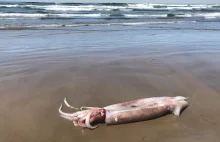 Wielka kałamarnica na plaży w USA. „To niezwykle rzadki okaz”