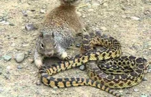 Wąż żarłoczny vs wiewiórka
