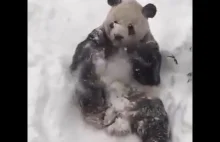 śnieżna panda