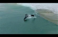 Surfujące delfiny 4k