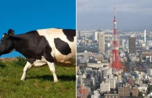 Japonia znosi zakaz importu wołowiny z Polski