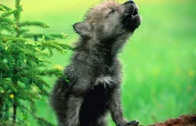 Małe wyjące wilki. Coś pięknego :)