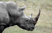 Co się stanie, gdy wyginą nosorożce?