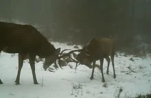 Beskid Żywiecki. Kamera zarejestrowała walkę jeleni... w lutym! [WIDEO]