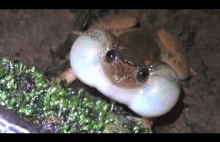 Życie seksualne płazów, czyli nowa pozycja w której żaby/ropuchy kopulują