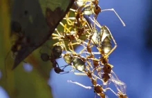 Let's Work Together - architektoniczne wyczyny mrówek-krawców