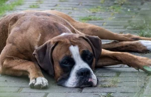 UWAGA! Ktoś truje psy w Zakopanem. "Wrzuca trutki nawet do ogrodów"