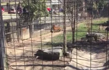 W zoo w Toronto nieodpowiedzialna kobieta wskoczyła do klatki z tygrysem i...