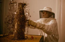 Pszczoły w roli masowej drukarki 3D