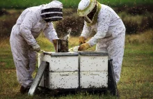 Nasila się masowe wymieranie pszczół
