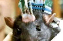 Nie, naukowcy nie wszczepili nowych wspomnień myszy