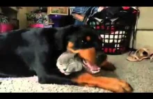 Rottweiler kocha swojego kota.