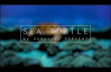 Bodypaint : Niesamowita przemiana człowieka w żółwia