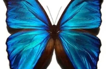 Ewolucja i przeobrażenie larwy w dorosłego motyla - jak to logicznie połączyć?