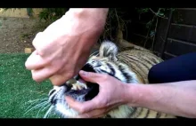 Reakcja tygrysa po wyrwaniu zęba. ʕ•ᴥ•ʔ