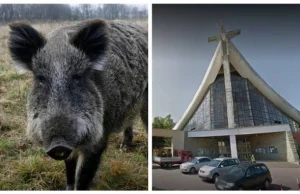 Ruda Śląska: Dzik wtargnął do kościoła i zniszczył figurę Jezusa