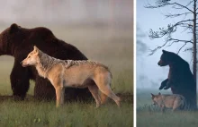 Niezwykła przyjaźń między wilkiem i niedźwiedziem w fińskiej tajdze.